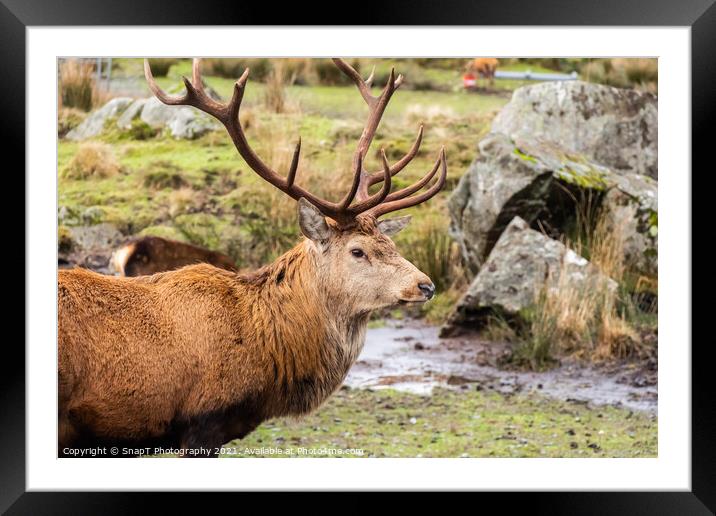 A red deer stag with antlers, standing in a field at the Galloway Red Deer Range Framed Mounted Print by SnapT Photography