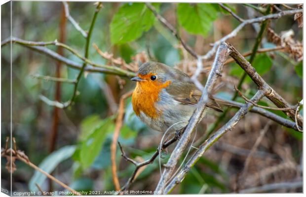 European robin red breast bird sitting perched in a tree in a woodland Canvas Print by SnapT Photography