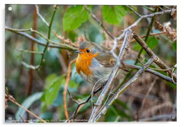 European robin red breast bird sitting perched in a tree in a woodland Acrylic by SnapT Photography