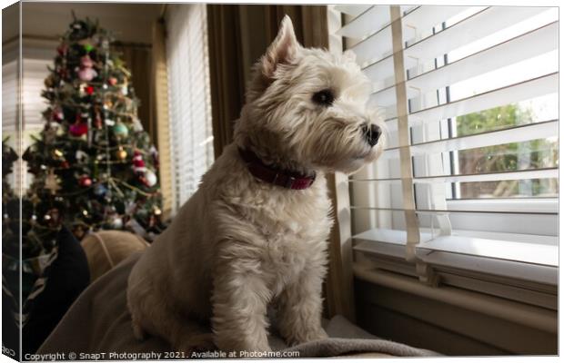 A white west highland terrier dog looking out of a window with a christmas tree Canvas Print by SnapT Photography