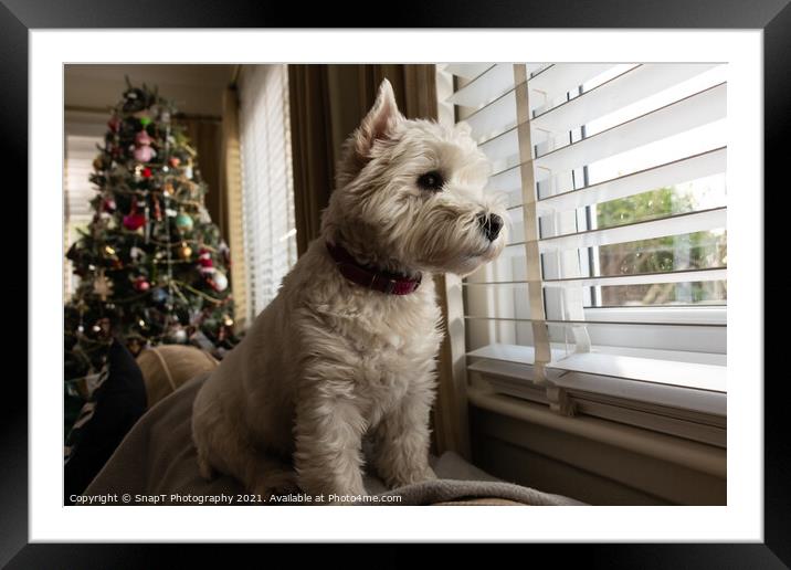 A white west highland terrier dog looking out of a window with a christmas tree Framed Mounted Print by SnapT Photography