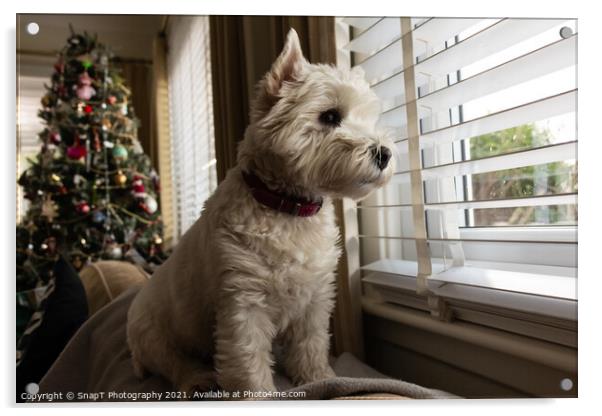 A white west highland terrier dog looking out of a window with a christmas tree Acrylic by SnapT Photography