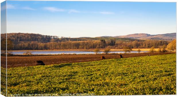 Cows feeding on kale along the fence line at Kirkcudbright Bay Canvas Print by SnapT Photography