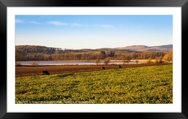 Cows feeding on kale along the fence line at Kirkcudbright Bay Framed Mounted Print by SnapT Photography