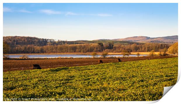Cows feeding on kale along the fence line at Kirkcudbright Bay Print by SnapT Photography