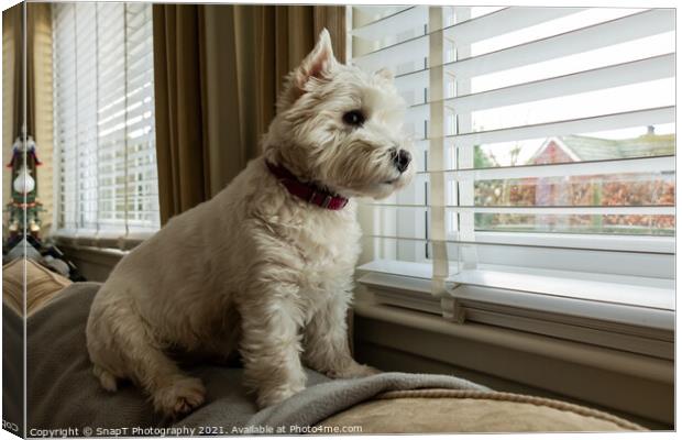 A cute white west highland terrier dog, looking out of a window Canvas Print by SnapT Photography