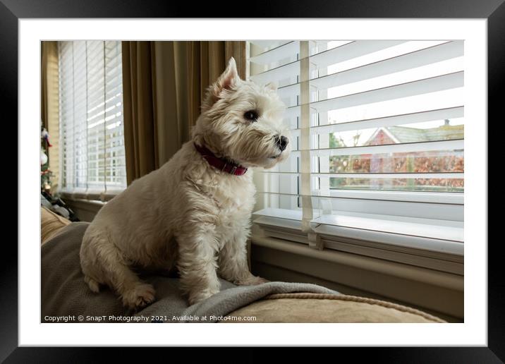 A cute white west highland terrier dog, looking out of a window Framed Mounted Print by SnapT Photography