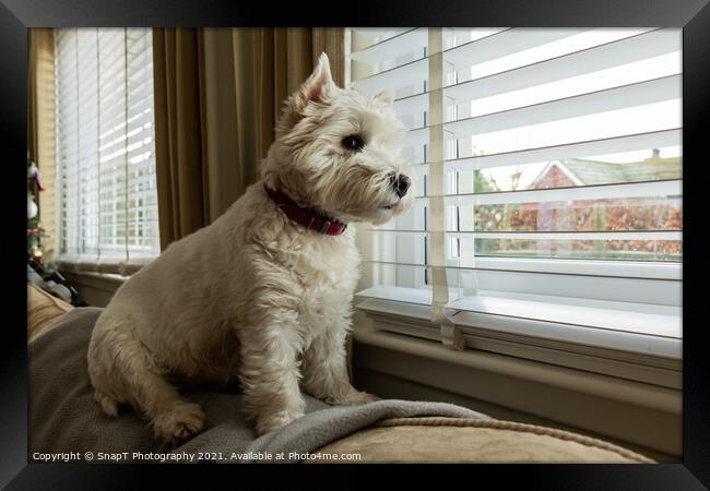 A cute white west highland terrier dog, looking out of a window Framed Print by SnapT Photography