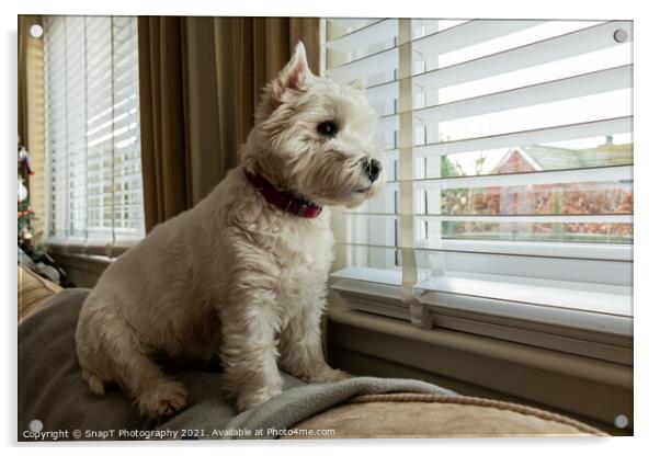 A cute white west highland terrier dog, looking out of a window Acrylic by SnapT Photography