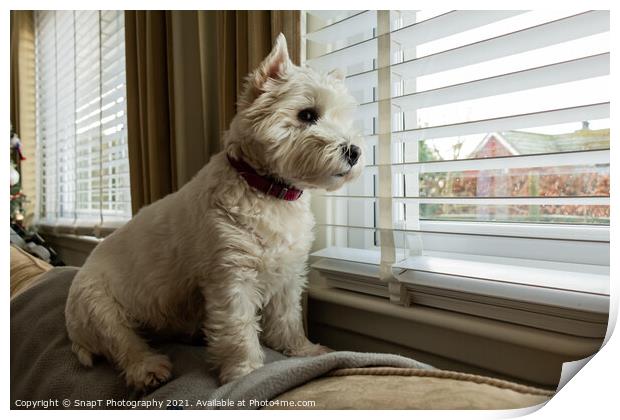 A cute white west highland terrier dog, looking out of a window Print by SnapT Photography