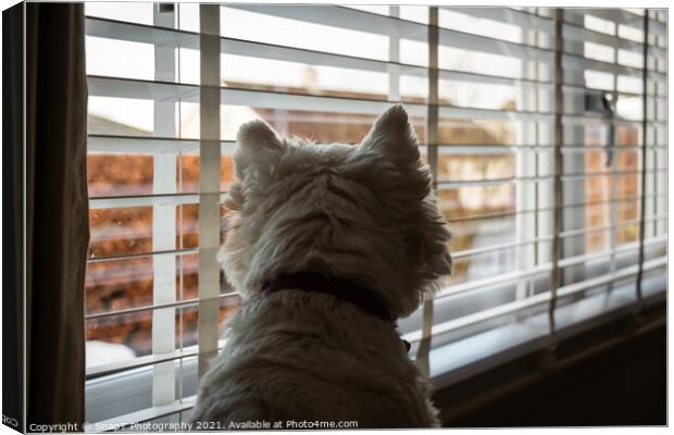 A white west highland terrier on neighbourhood watch, looking out of a window Canvas Print by SnapT Photography