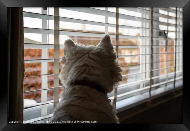 A white west highland terrier on neighbourhood watch, looking out of a window Framed Print by SnapT Photography