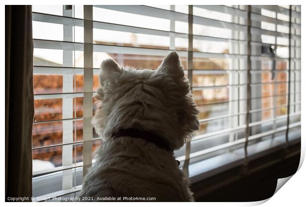 A white west highland terrier on neighbourhood watch, looking out of a window Print by SnapT Photography