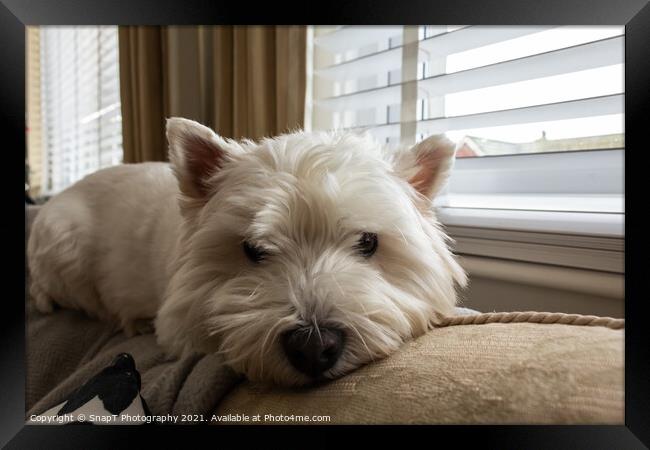 A west highland terrier dog lying on top of a sofa or couch beside a window Framed Print by SnapT Photography