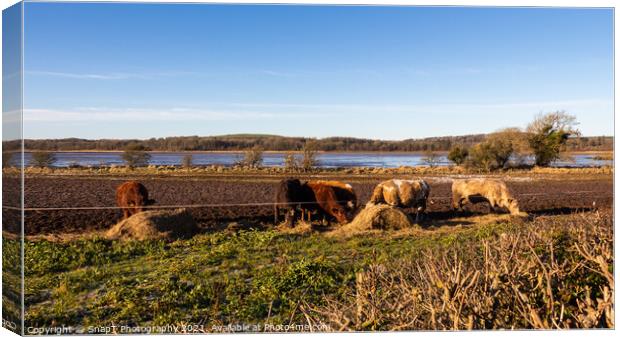 Cows feeding on hay in a field next to the Dee estuary at Kirkcudbright Bay Canvas Print by SnapT Photography