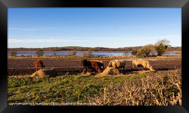 Cows feeding on hay in a field next to the Dee estuary at Kirkcudbright Bay Framed Print by SnapT Photography