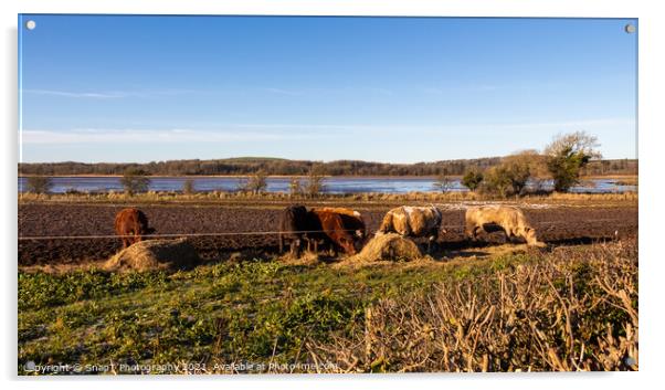 Cows feeding on hay in a field next to the Dee estuary at Kirkcudbright Bay Acrylic by SnapT Photography