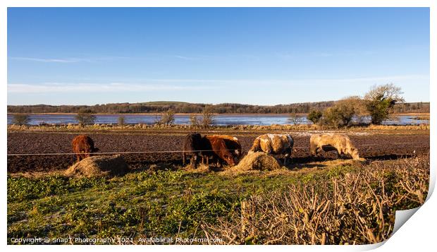 Cows feeding on hay in a field next to the Dee estuary at Kirkcudbright Bay Print by SnapT Photography