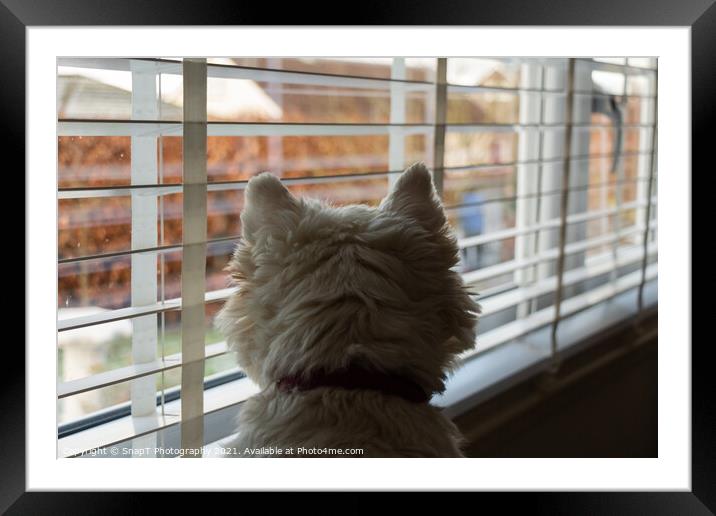 A white west highland terrier on neighbourhood watch, looking out of a window Framed Mounted Print by SnapT Photography