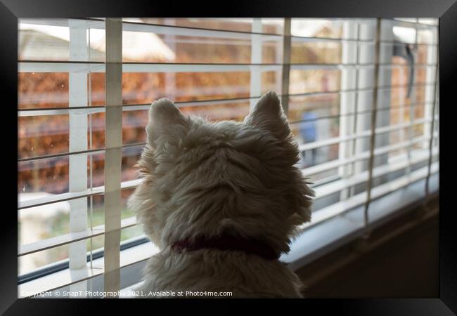 A white west highland terrier on neighbourhood watch, looking out of a window Framed Print by SnapT Photography