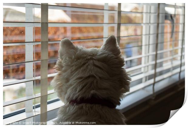 A white west highland terrier on neighbourhood watch, looking out of a window Print by SnapT Photography