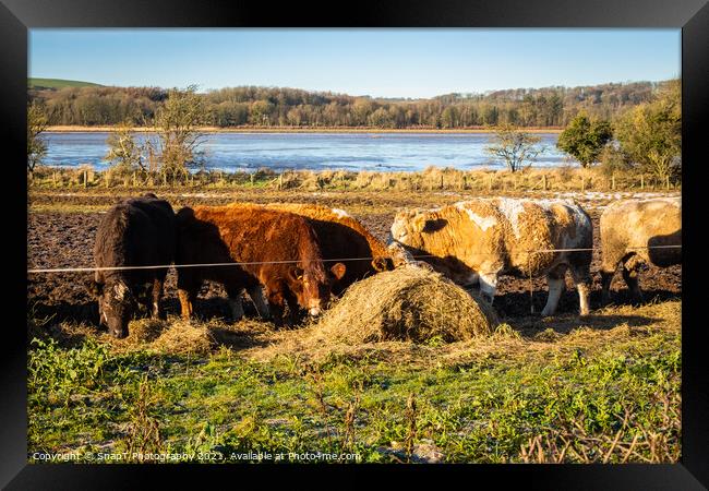 Cows feeding on hay in a field next to the Dee estuary at Kirkcudbright Bay Framed Print by SnapT Photography