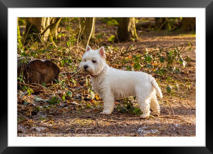A white west highland terrier dog standing beside a log in a Scottish woodland Framed Mounted Print by SnapT Photography