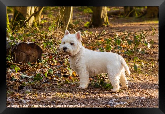 A white west highland terrier dog standing beside a log in a Scottish woodland Framed Print by SnapT Photography