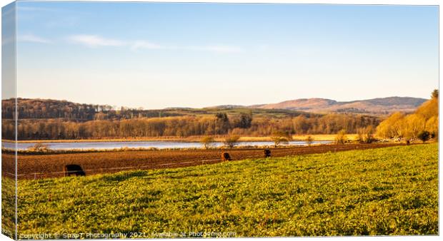 Cows feeding on kale along the fence line at Kirkcudbright Bay Canvas Print by SnapT Photography