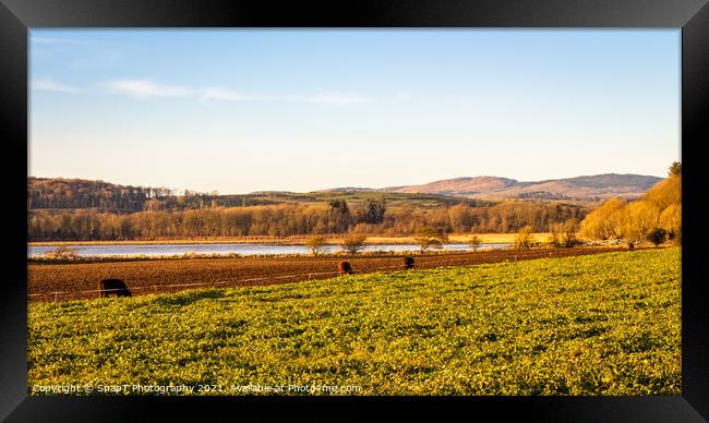 Cows feeding on kale along the fence line at Kirkcudbright Bay Framed Print by SnapT Photography