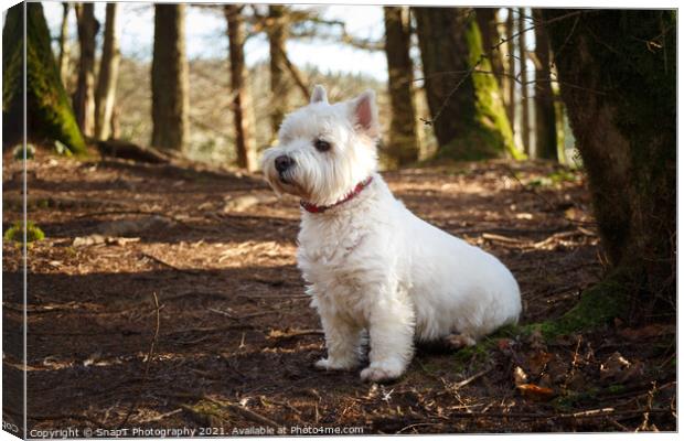 A white west highland terrier dog sitting beside a tree in a Scottish woodland Canvas Print by SnapT Photography