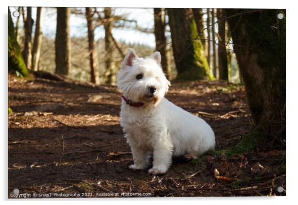 A white west highland terrier dog sitting beside a tree in a Scottish woodland Acrylic by SnapT Photography
