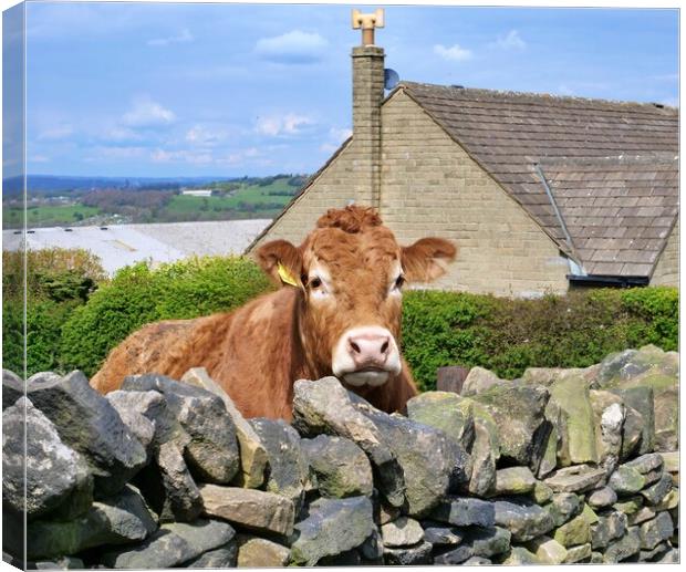 Curious cow Canvas Print by Roy Hinchliffe