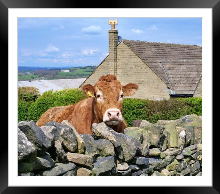Curious cow Framed Mounted Print by Roy Hinchliffe