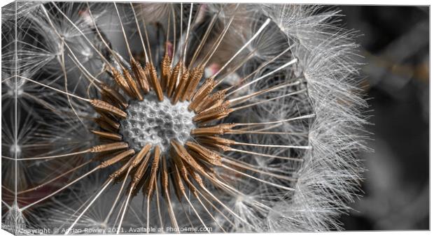 Dandelion Abstract Canvas Print by Adrian Rowley