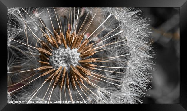 Dandelion Abstract Framed Print by Adrian Rowley