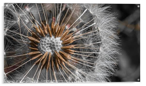 Dandelion Abstract Acrylic by Adrian Rowley