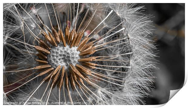 Dandelion Abstract Print by Adrian Rowley