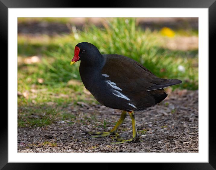 Moorhen than Not Framed Mounted Print by Mark Ward