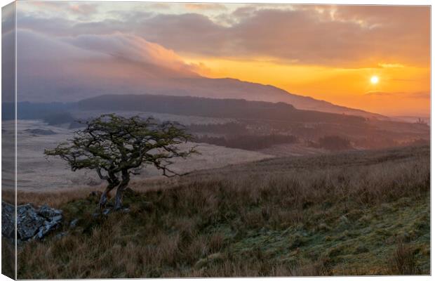 Moel Siabod sunrise Canvas Print by Rory Trappe