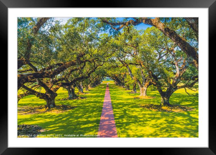 Oak Trees Oak Alley Plantation Saint James Parish Louisiana Framed Mounted Print by William Perry