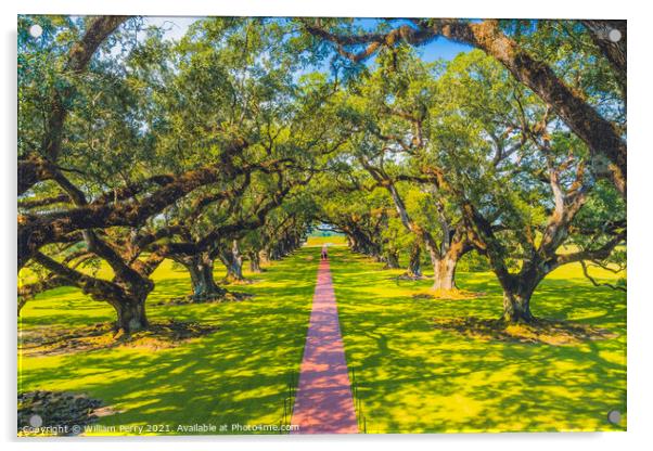 Oak Trees Oak Alley Plantation Saint James Parish Louisiana Acrylic by William Perry