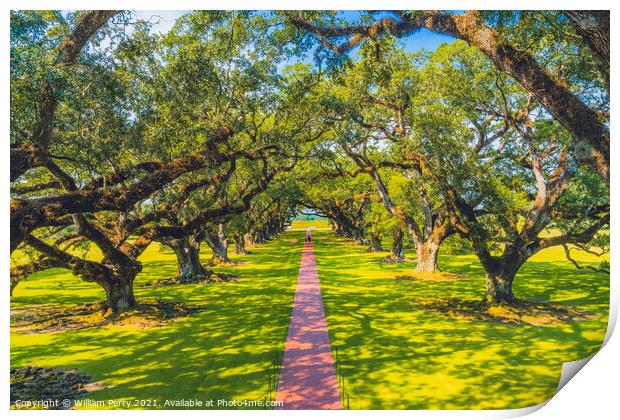 Oak Trees Oak Alley Plantation Saint James Parish Louisiana Print by William Perry