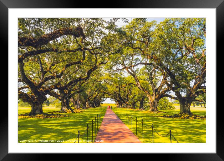 Trees Oak Alley Plantation Saint James Parish Louisiana Framed Mounted Print by William Perry