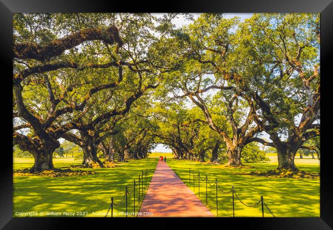 Trees Oak Alley Plantation Saint James Parish Louisiana Framed Print by William Perry