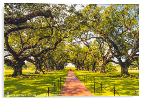 Trees Oak Alley Plantation Saint James Parish Louisiana Acrylic by William Perry