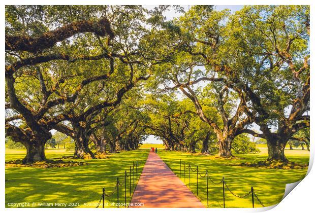 Trees Oak Alley Plantation Saint James Parish Louisiana Print by William Perry