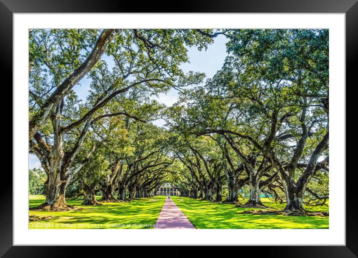 Trees Oak Alley Plantation House Saint James Parish Louisiana Framed Mounted Print by William Perry