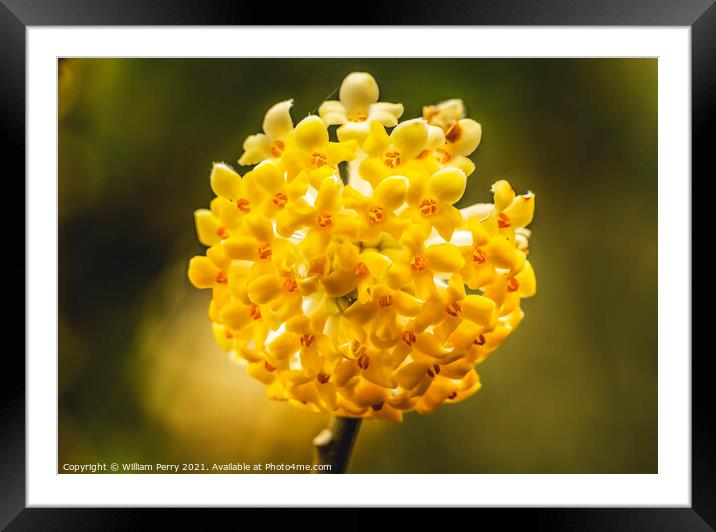 Yellow White Oriental Paperbush Blossoms Blooming Macro Washingt Framed Mounted Print by William Perry