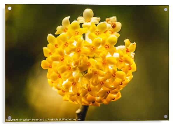 Yellow White Oriental Paperbush Blossoms Blooming Macro Washingt Acrylic by William Perry